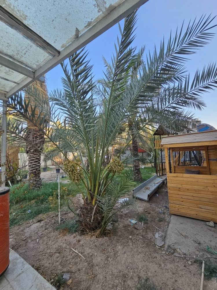 شاليه للبيع – فرصة مميزة في أبي الخصيب
للبيع شاليه بمساحة 1000 متر مربع، طابو ملك صرف مع تحويل مباشر باسم المشتري.
يحتوي الشاليه على:
دار استراحة.
كوخ.
عدد من أشجار النخيل والأشجار المثمرة.
أجواء هادئة ومناسبة للاستجمام وقضاء أوقات العائلة.
العنوان: البصرة – أبي الخصيب – جامع الشهيد.
للاستفسار والاتصال: 📞 *********** البصرة, العراق

