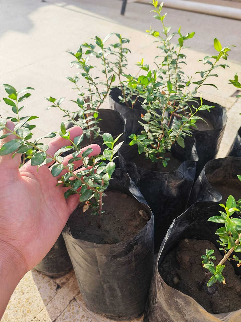 بيزيا ١٨ • آس عطري ٩ • ٤٠سم