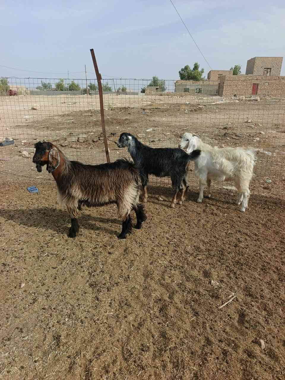 سمان • ٣ • ناحية الريحانة