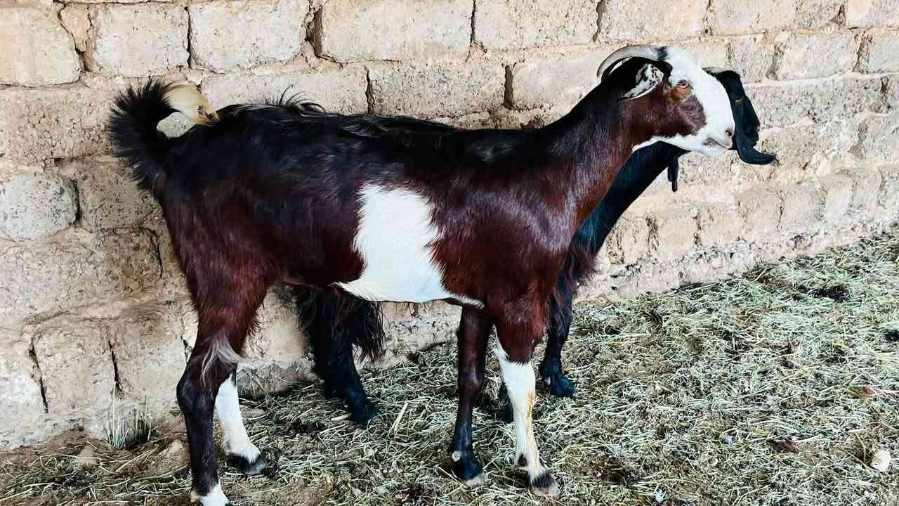 زوج اعنوز خشنات محنيات
السعر 540 وبيهن مجال
المكان العلم سمره
***********
