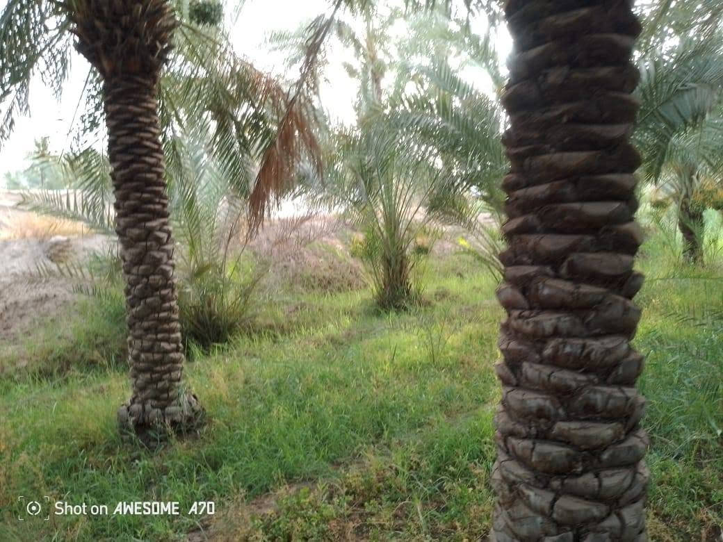 يالله 
بستان للبيع دونمين مع شاطي دونم 
مع بيت بناء بلوك جاهز للسكن  
مزروع انواع النخيل شويثي اسود مكتوم استعمران ابريم خضراوي  والاشجار 
درجه اولئ 
واجه22متر
علئ نهر الفرات 
طريق سوق الشيوخ فضليه قرب مدرسة الامام الباقر 
للاستفسار اتصال 
***********
