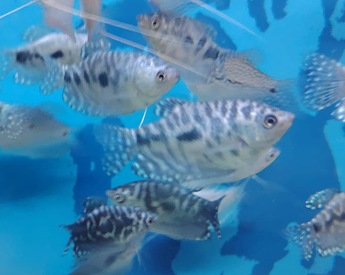 🔥 تم وصول وجبة اسماك كورامي مرقط حجم وسط🔥

🐠لا تفوّت الفرصة اسماك زينة جميلة وبألوان مميزة🌈
💥 أسعار مميزة لفترة محدودة🐟 أنواع وأحجام مختلفة
✨ ألوان تخلي حوضك أجمل💧 أسماك مختارة بعناية🦈

المتوفر اليوم ممكن ما يبقى لباجر! توصيل جميع المحافظات
📩 راسلنا الآن وأرسل لنا صورة السمكة اللي عجبتك حتى نخبرك بالسعر والمتوفر.لا تنتظراختار سمكتك واحجزها 🐠

📍 الموقع: [كركوك قضاء طوز خرماتو سايدين امام احمد]
📞 للطلب: [***********📞***********]

👇 اكتب "أريد" بالتعليقات ونرسل لك الأنواع والأسعار المتوفرة 📩

#بيع_سريع #أسماك_زينة #أسماك_الزينة #عروض_أسماك #أحواض_أسماك #عشاق_الأسماك #Aquarium
