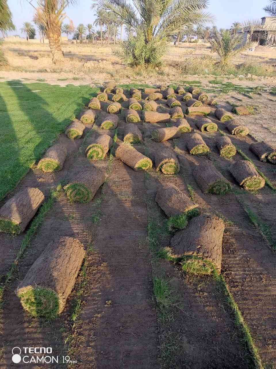 مزارع  الشمال للثيل الطبيعي 🍀
متوفر كافة انواع الثيل 🍀
( امريكي - الهندي - الايطالي - الفرنسي )
لتجهيز... مشاتل🌴
والدوائر حكوميه🏦
منازل🏡 
منتزهات🏄
موجود خدمة توصيل 🚕
لكل محافظات العراق 🚕
للطلب يرجى التواصل مع الصفحة او مراسلة واتساب او الاتصال على :
***********‏##‏‪***********‬‏
