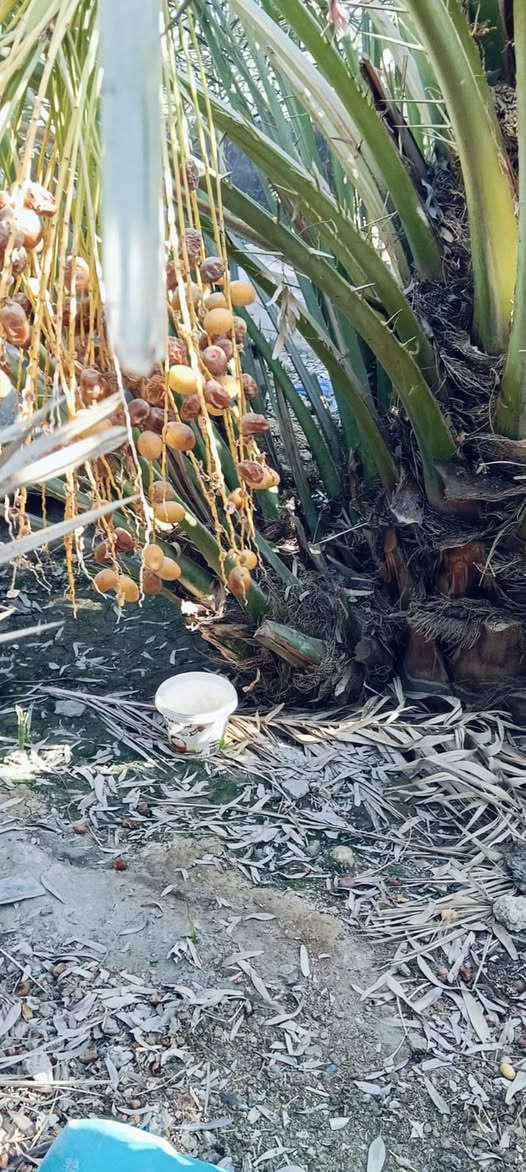 سلام عليكم عشاق ومحبي النخيل في كل مكان يتوفر فسائل البرحي الحر من برحي ابو الخصيب الاصل يوجد توصيل ***********
