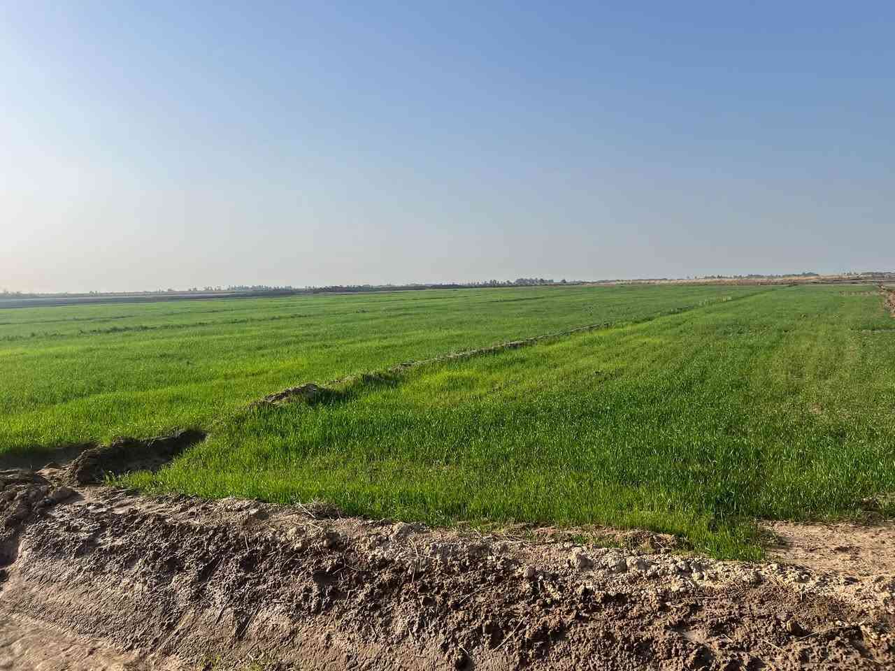 أرض زراعية • ٤٠ دونم • بين النصر والرفاعي