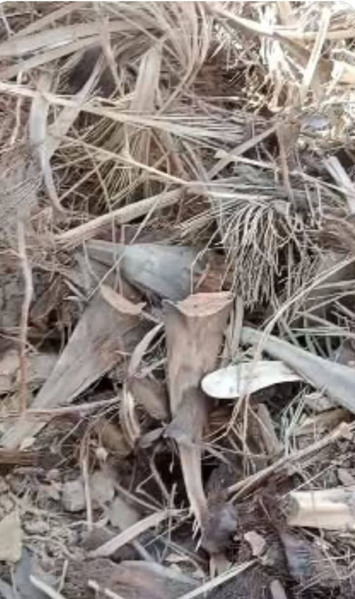 السلام عليكم  حطب للبيع اكثره كرب بيه فوصه تقريبن في النصر رقم راعيه ***********
