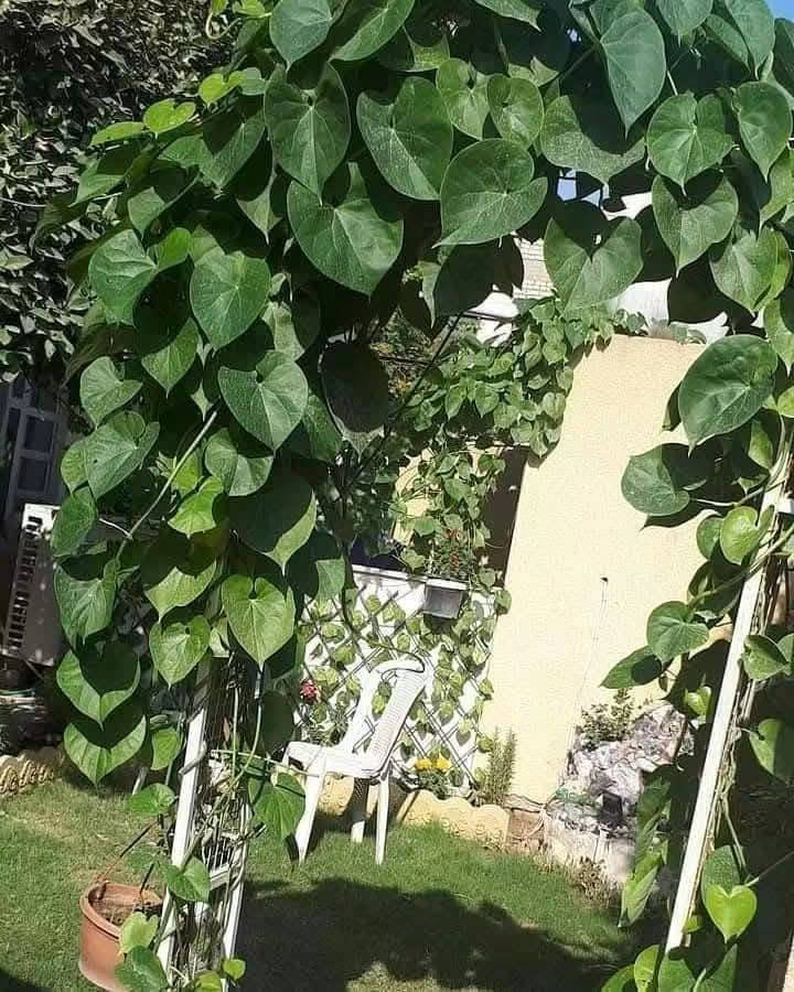 🌱 لكل محبٍّ للجمال والخُضرة، أهلاً بكم في عالمٍ تزداد فيه الحياة جمالاً بكل ورقةٍ خضراء 🌿✨
✨ متسلق القنقينة (اللبلاب) ✨
نبات متسلق جميل وسريع النمو، مناسب لتزيين الجدران والأسوار والحدائق ويضيف للمكان منظر أخضر طبيعي ومميز 💚
☀️ تحمل الحرارة: يتحمل أجواء الصيف وحرارة الشمس، ومع الري المنتظم يستمر بالنمو بشكل جيد.
🌱 التربة: يفضل التربة الخصبة وجيدة التصريف، مع المحافظة على رطوبتها خصوصاً خلال أيام الحر.
🍃 يتميز بأوراقه الخضراء ونموه المتسلق، ويمكن توجيه فروعه على الأسوار أو الدعامات حتى يغطي المكان بشكل جميل.
📏 الارتفاع: أكثر من متر
💰 السعر: 7,000 دينار فقط
🌿 للمهتمين بالزراعة وتجميل الحدائق، متوفر الآن وبسعر مناسب.
للحجز والاستفسار يرجى مراسله الصفحه او واتساب ***********
 العنوان بابل/ المحاويل 
يتوفر لدينا خدمه توصيل لجميع محافظات العراق 🚛
🌱 لكل محبٍّ للجمال والخُضرة، أهلاً بكم في عالمٍ تزداد فيه الحياة جمالاً بكل ورقةٍ خضراء 🌿✨

نص مكتوب في الصور:
- alyas