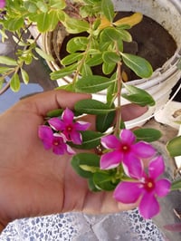 النفط شارع ١٥ • قطعة • ١٠٠م