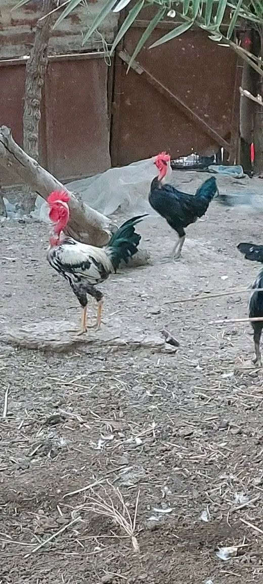 ديوجة ابو ركيبة • ديج عادي • الطار