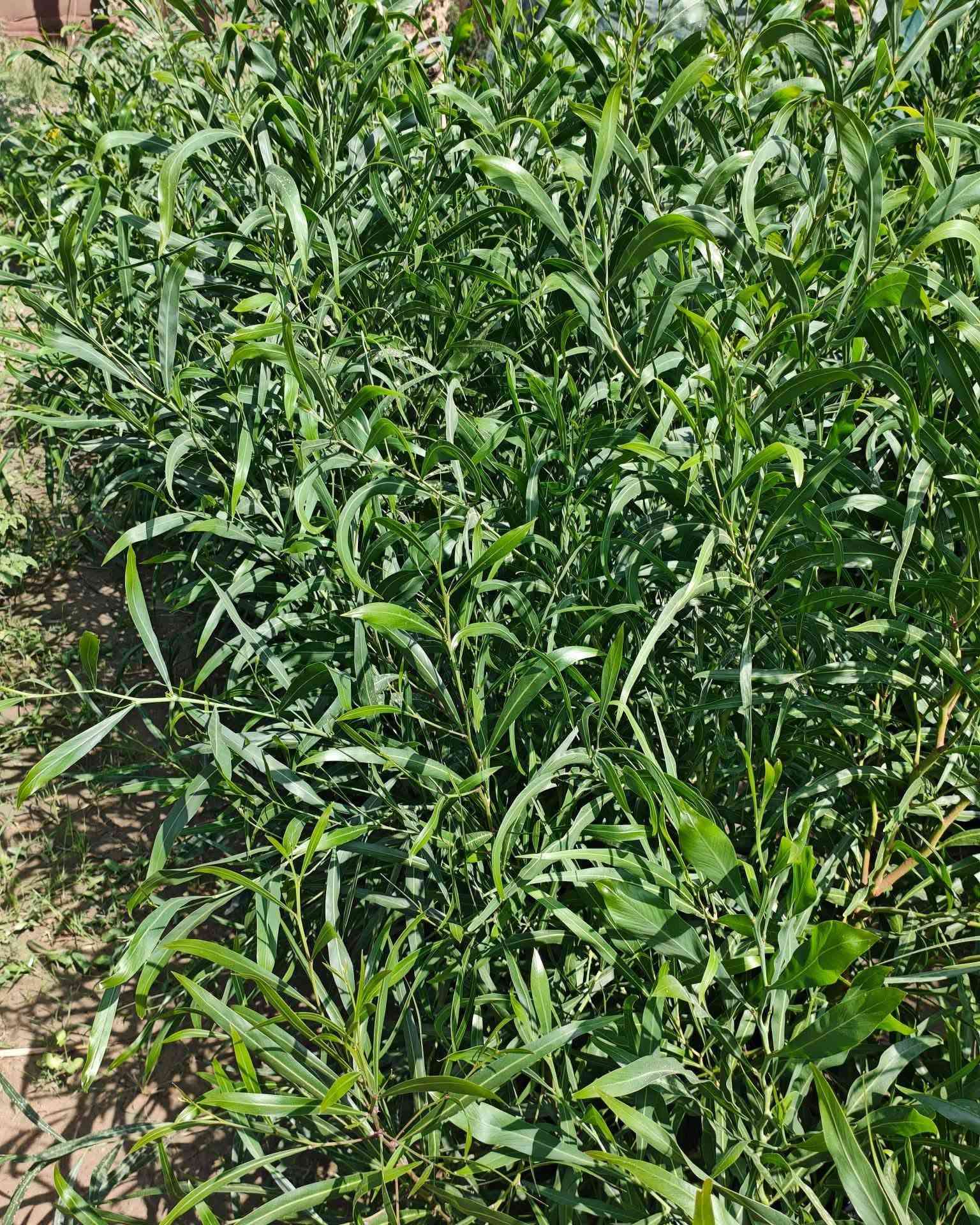 شتلات أكاسيا ساليجنا • متر وربع • بابل المحاويل
