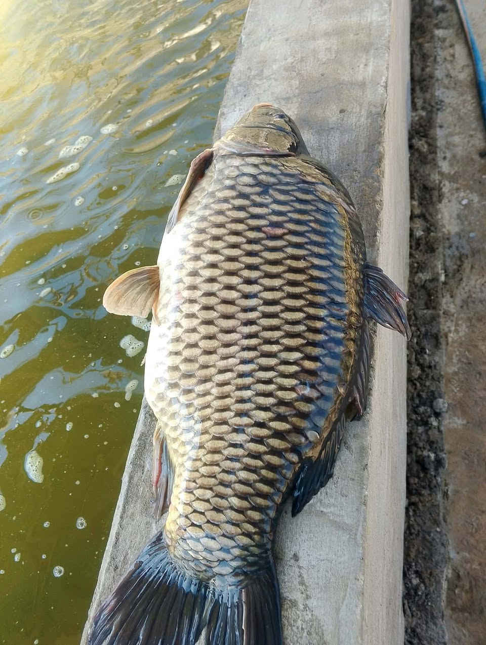 🐟 متوفر سمك درجة أولى 🐟
✨ طازج وبجودة ممتازة
⚖️ جميع الأوزان متوفرة

💰 المفرد: 5,000 دينار للكيلو
📦 الجملة: 4,600 دينار للكيلو

📍 المكان: بلد – قرب معمل المعجون
🛵 متوفرة خدمة التوصيل

📩 للطلب والاستفسار ***********
