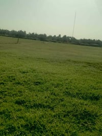 ثيل طبيعي • مشاتل • توصيل كل العراق