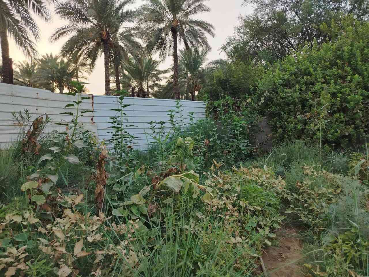 بسمي كربلاء • ١٠٠٠م • طابو زراعي