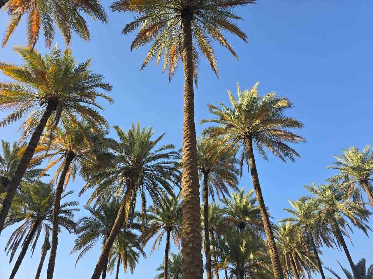 فرصة استثمارية • ٢٥٠٠م • طابو زراعي