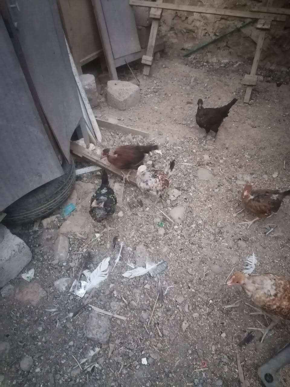 متاح فراريج عرب ابو ركيبه عدد ١٢ مكان برطله سعر زوج ١٦ عمر ٤تشهر
