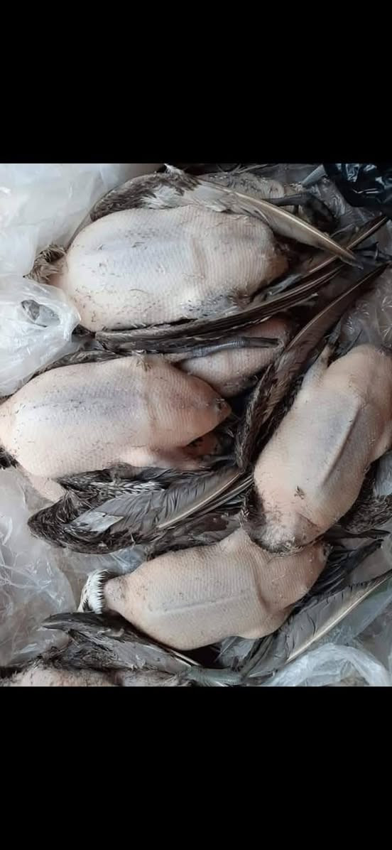 سلام عليكم اخوان وصلت الان وجبه جديدة من الطيور الحره بأنواعها بربش حذاف تازه درجه اولى توجد لدينا خدمه توصيل لكل مناطق بغداد والبصره وكربلاء والنجف والحله وللمنازل والراغب بالتواصل معنا الاتصال بالرقم التالي واتساب مفتوح مكان البيع شارع المدارس قطاع ٣٠ قرب صيدليه التوت 
_***********__***********
