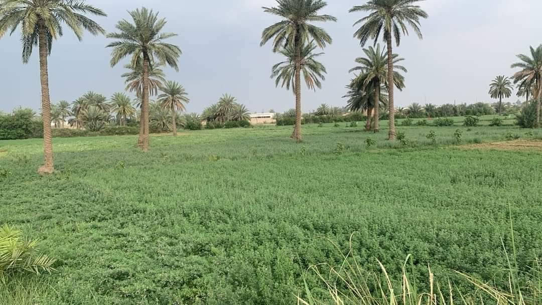 السلام عليكم
متوفر انسب عروض لاصحاب الامكانيه القليله ✅🌴
متوفر اراضي دوانم مساحات من دونم فما فوق والاسعار 
من 7 ملايين الى 15 مليون حسب موقع الارض وخدماتهه
فرصه ذهبيه وما تضيع استثمر فلوسك بيهن او رتب شي ابالك جنس الارض طابو سند 25 العنوان تاجي سبع البور
منطقة الشيخ عامر بمنطقة العيساويه عبور الجسر الثاني 
فرصه ذهبيه وتخدم اصحاب الاستثمار واصحاب الامكانيه القليله للأستفسار واتساب متوفر *********** ✅🌳
