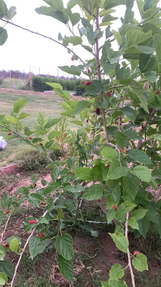 مزرعة تبعد ٦ دقائق عن حي الجزائر مساحة اكثر من دونم (دونم و ١٥ متر) مطلة على شارعين الارض رائعة وصالحة للزراعة بشكل ممتاز …. الموقع الصياحية مقابل كوين بارك …. منطقة هادئة جدا  والمزرعة متعوب عليهه لكن البيع بسبب الانتقال لطبيعة العمل… نوع العقار زراعي سند ٢٥ بأسمنه وتحويل مباشر للمشتري
تبعد كيلو عن طريق حلة بغداد
الارض مسيجة بالكامل وخدمات ماء أسالة وكهرباء اضافة الى وجود منظومة سقي من ارقى انواع الانابيب وبئر سقي ماء حلو وماطور وتبعد عن نهر خلفي ٢٠٠ متر او اقل 
المرتسم ايضا موجود بالصور يوضح الابعاد وايضا المنطقة مقسمة دوانم وصارت مزارع وشوارع سبيس عرض ١٥ متر 
تحتوي حديقة ثيل اسباني بمساحة ٢٠٠ متر ومجهز بمنظومة مرشات محدد بحجر وكامل 
تحتوي اشجار تين ٢٥ حمال باصناف  بني مسلم وقبرصي وتركي وسلطاني وعبيد وغيرهه

نخيل ١٧ نخلة اصناف برحي نسيجي ومكتوم وبريم وشكر وخستاوي ونيرسي وجبجاب ومجهول ومطوك وعمراني 
اشجار تكي اكثر من ١٢ باصناف تركي وكندي وباكستاني سلبوحي وعراقي . سدر تفاحي وتايلندي ورئاسي 
اشجار حمضيات وتفاح وعرموط وخوخ 
اشجار زينه اكاسيا والبيزا وخطم ساحلي وبورتيا وجاكراندا ودفلة وتيكوما وجهنمي انواع وغيرها  
المزرعه مصممه بمدخل انيق ومن ثم حديقه ثيل اسباني محاط باشجار زينه ومساحة مخصصة لبناء منزل…. السعر ١٦٥ مليون
للتواصل ***********
متوفر واتس اب
