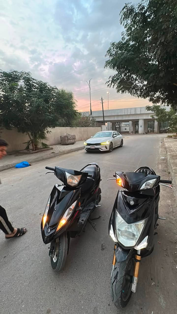 سكنس لد • ياباني • مكفوله