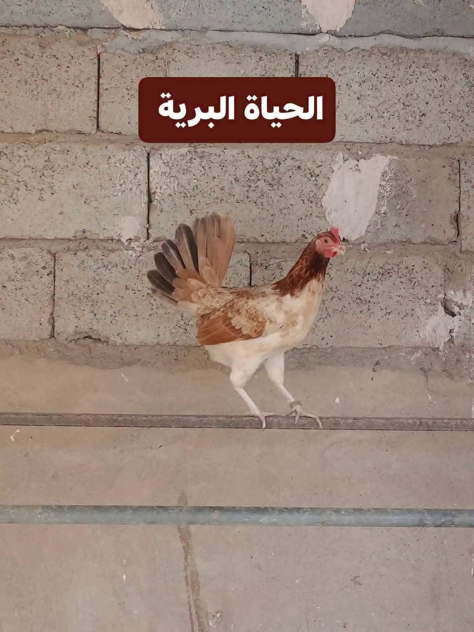 افراخ كويتي • مطوك • قرب سيطرة الغالبيه