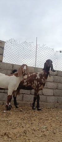 عنز رقوث • ٤ سنين • مكفولة