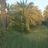 المدائن الجعارة • ٢٤٠م • طابو ملك صرف