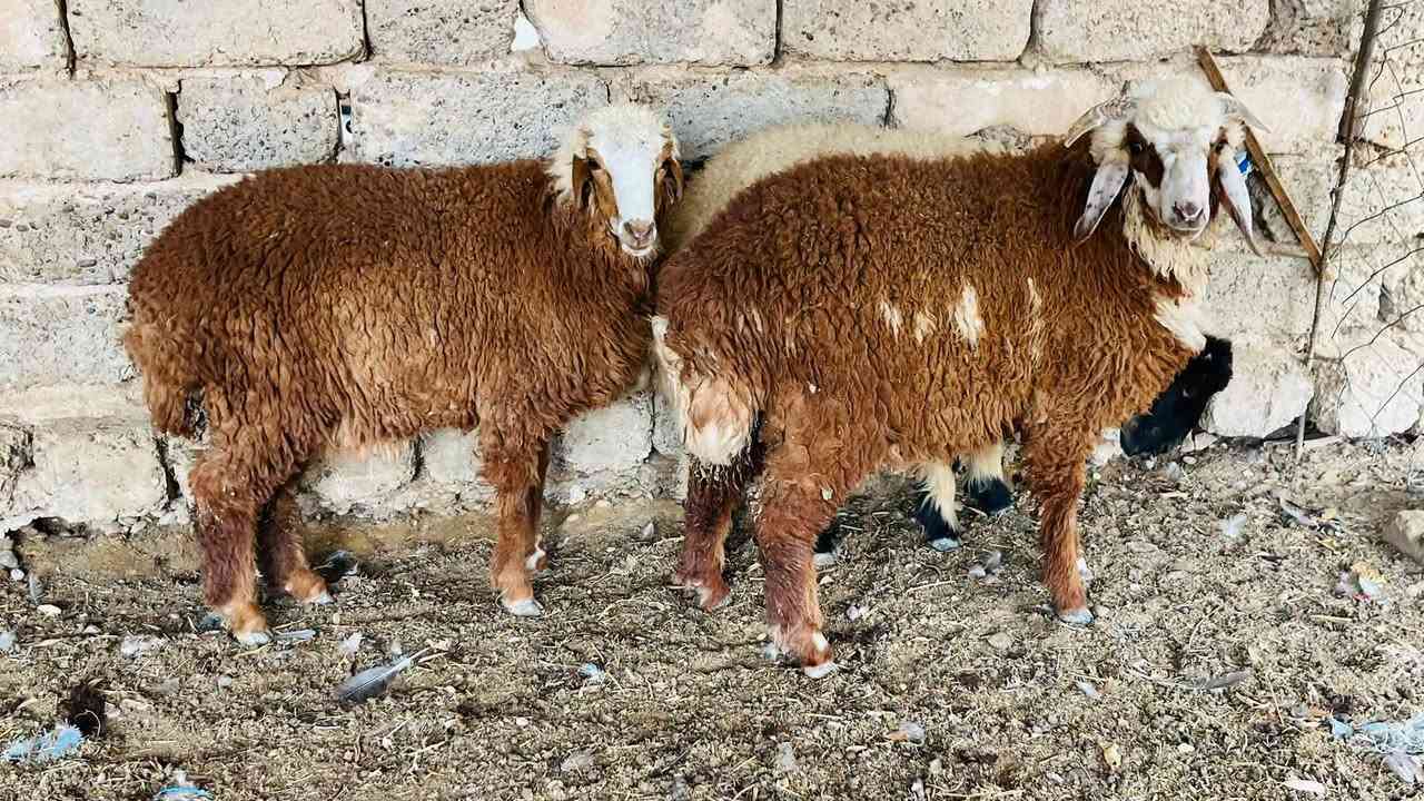 طليان ٢+ • فطايم ٢ • العلم سمره