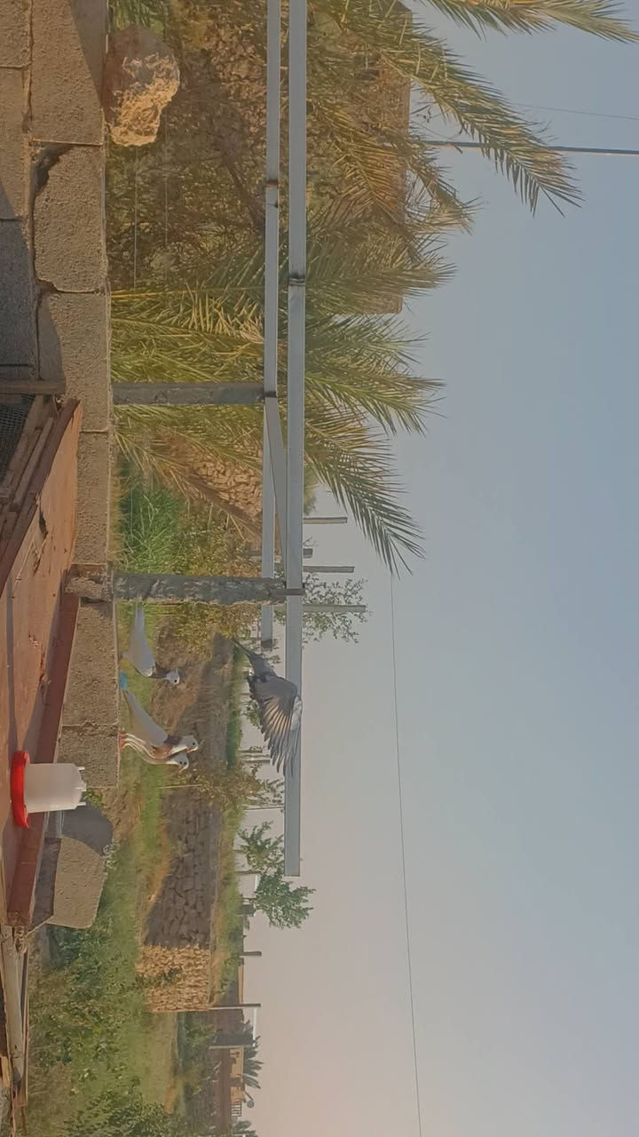 سلام عليكم 
طيور 4 للبيع
ام كلايد 3
واحد بصراوي 
سعر 20
***********
