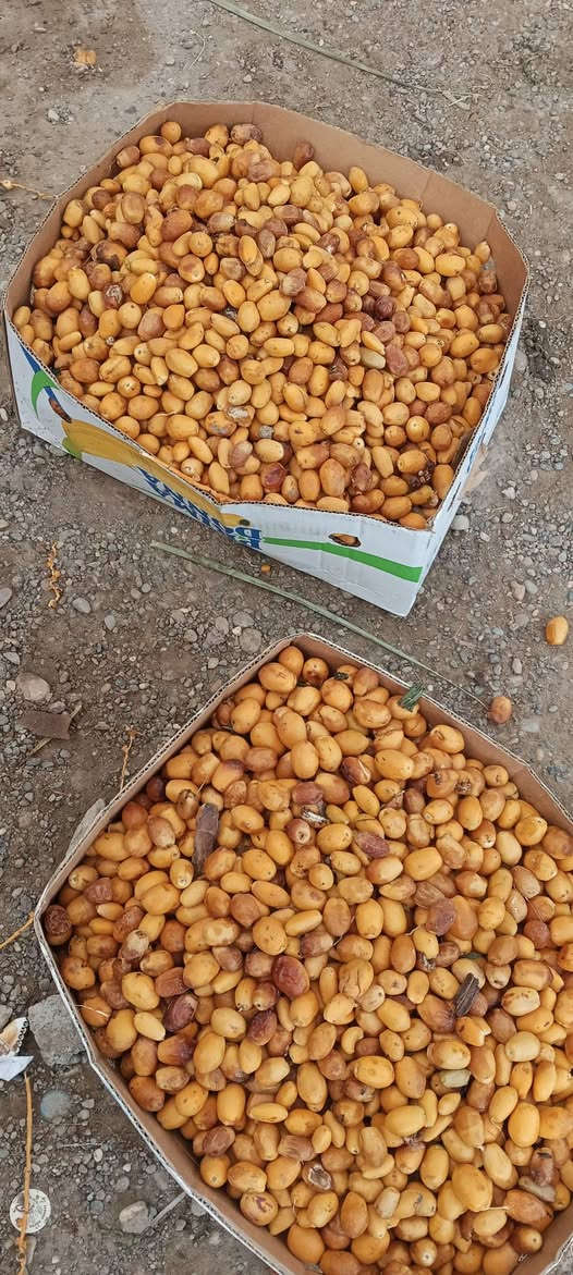 تمر • خابر • تدلل