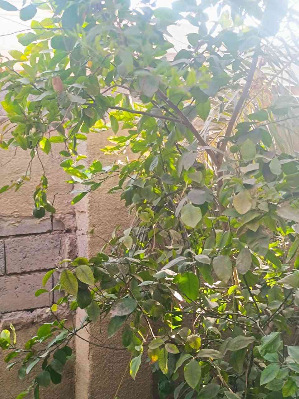 طابو زراعي • أبا ذر الغفاري • ٣٠٠م