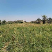 النجف جسر ام عباسيات • دونم • ٢٠ نخلة