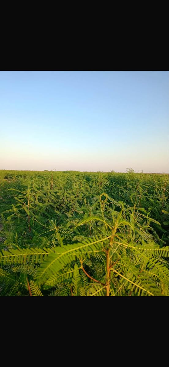 السلام عليكم
كاع 30 دونمً سيسبان 
ماي حلو متوفر عله السابلة الكبيره

قرية  العبودة 
***********
