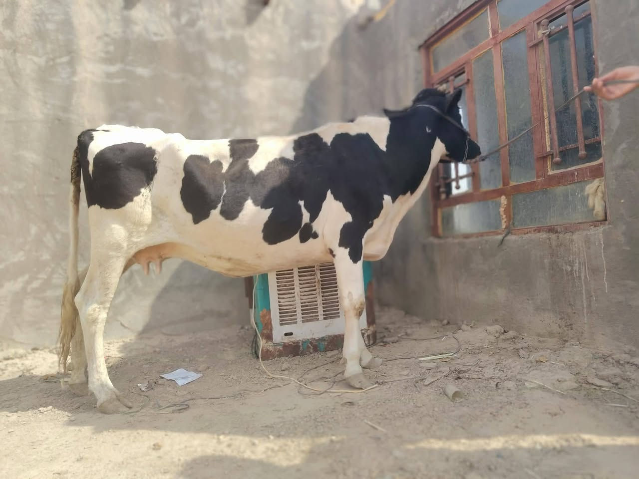 فريزيه • ثالث بطن • بابل الشوملي