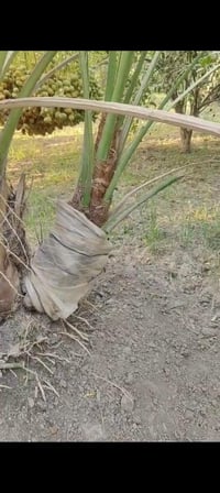تعرظلكم فسائل برحي مجذر تحت الام القلاع بحظور المشتري العنوان الصويره ...