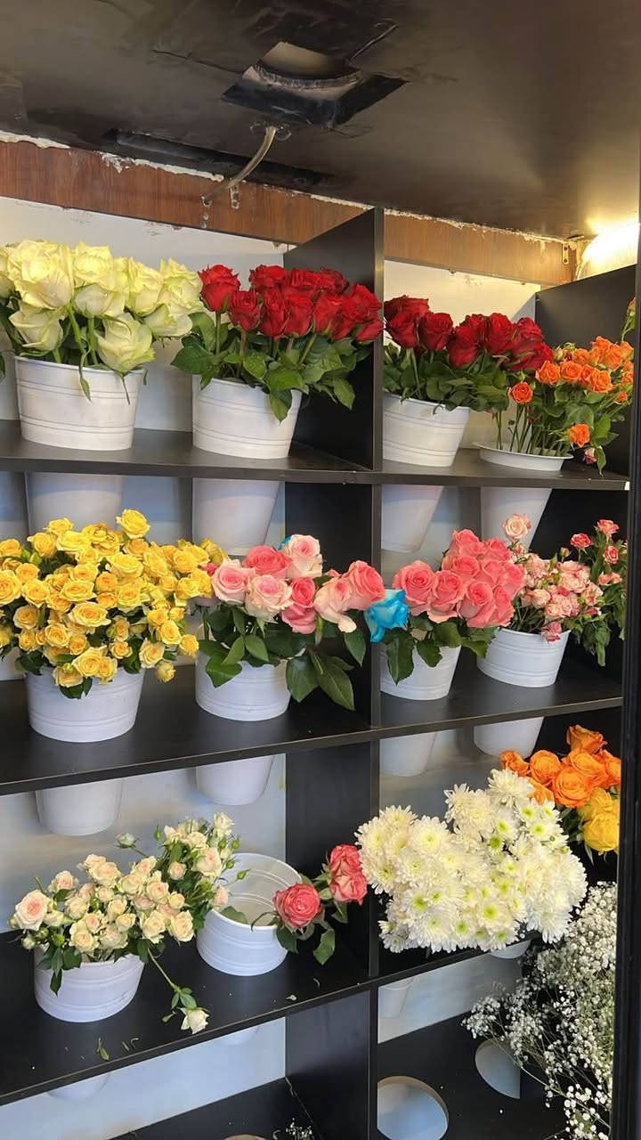 براد ورد للبيع السعر 800 الف التواصل ع الارقم *********** للستفسار المكان بغداد حي العامل شارع 7 نيسان
