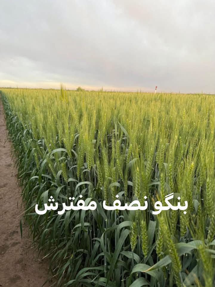 � متوفر لدينا حنطة بنكو بنت المغلف 🌾

✅ شرط النقاوة
✅ نصف مفترشة
✅ متوسطة الارتفاع
✅ إنتاجية عالية
✅ صنف مميز ومناسب للزراعة

📞 للحجز والاستفسار:
***********
***********

📍 كركوك – الحويجة

🌾 بنكو… خيار الفلاح للإنتاجية العالية

نص مكتوب في الصور:
- بنگو الايطالي
- بنگو نصف مفترش