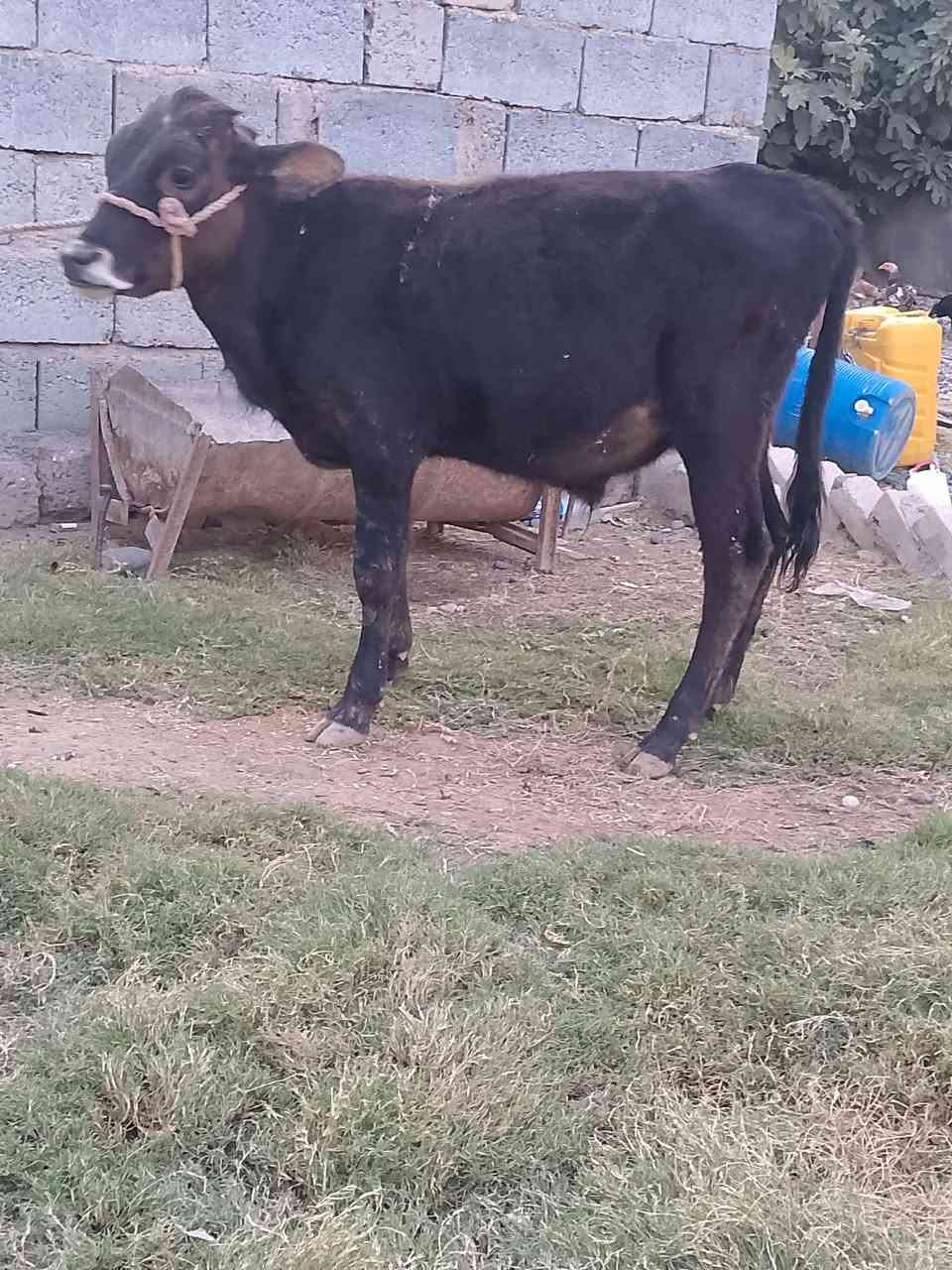 حولي • جنس اصلي • قابل آجل