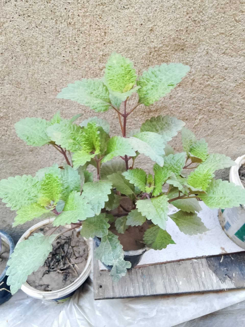 متاح نباتات حجم صغير ب 3 واكو حجم كبير ب 5 و7

