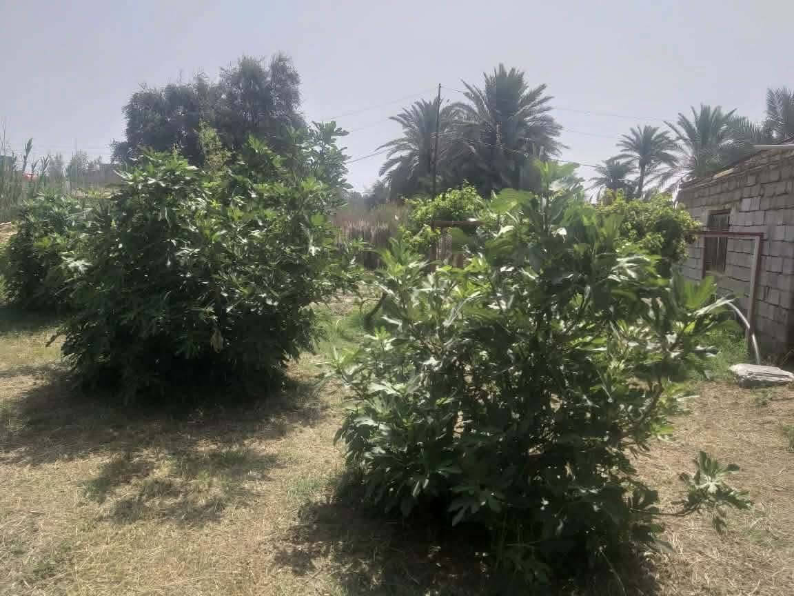 يالله يارزق 
🏡 بيت وأرض زراعية للبيع
📍 طريق الشافعية قرب الفوج التكتيكي
📐 المساحة الكلية 600م
🏠 مساحة البناء 200م
🌿 حديقة جانبية 400م
البيت يتكون من غرفتين نوم وصالة وبراني ومطبخ وصحيات خارجية وممرات داير البيت.
📄 زراعي سند 25
💰 السعر نقد 80 مليون
💵 وعادي أقساط: ينطي نص المبلغ والباقي كل شهر 500 ألف
للاستفسار خاص
