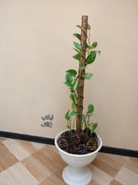 اشجار • كركوك • حي اسره والمفقودين
