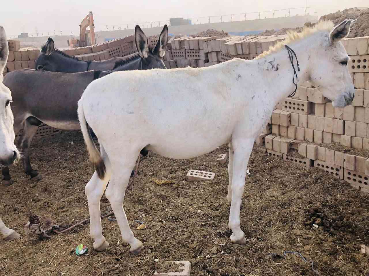 طرش • عدد ٤ • للبيع
