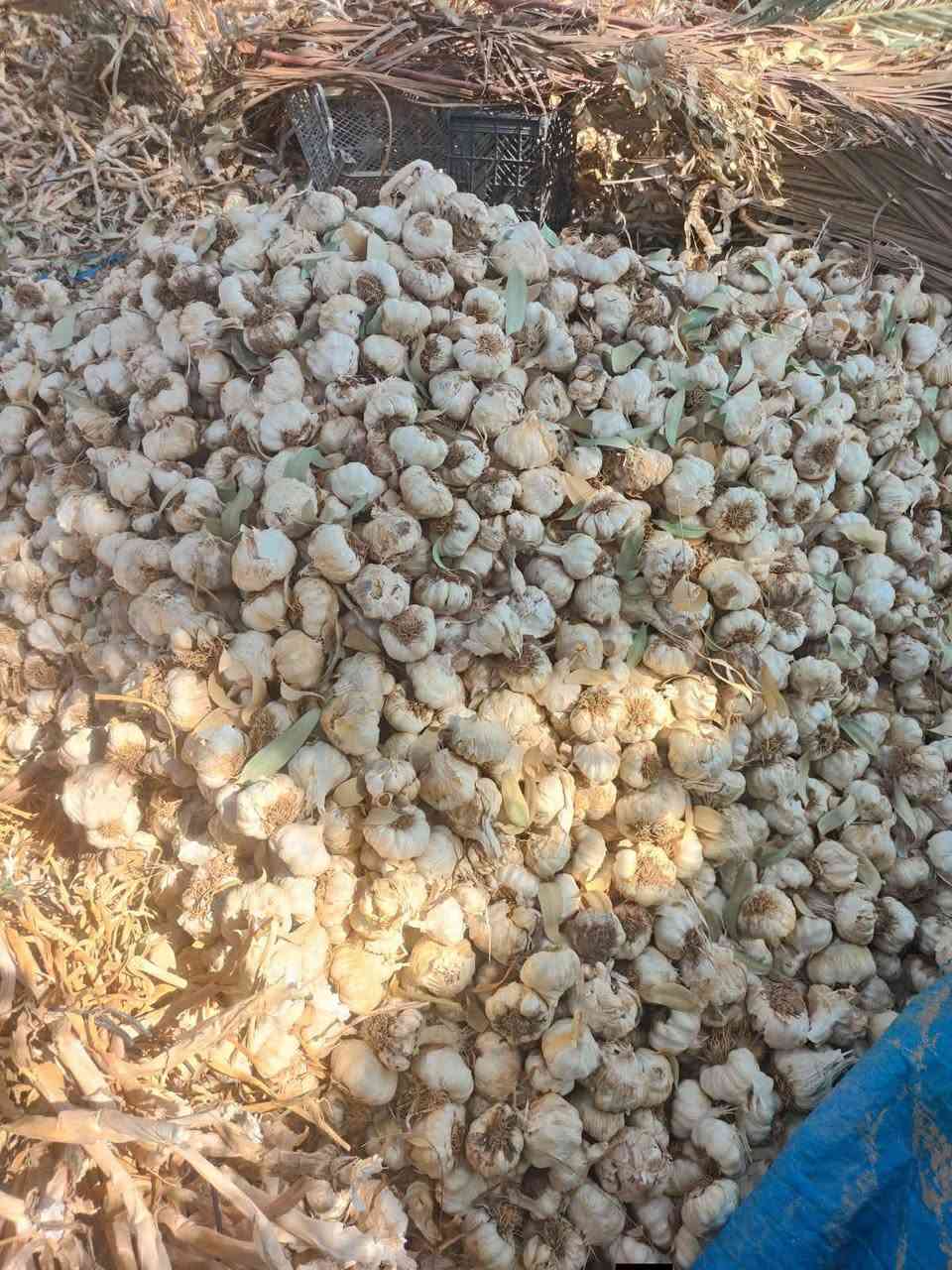 ثوم عراقي • درجة اولى • النعمانيه واسط