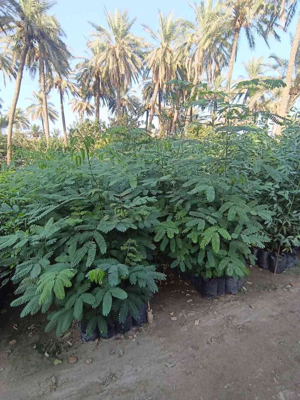 حمضيات • برتقال سندان • نارنج كيس