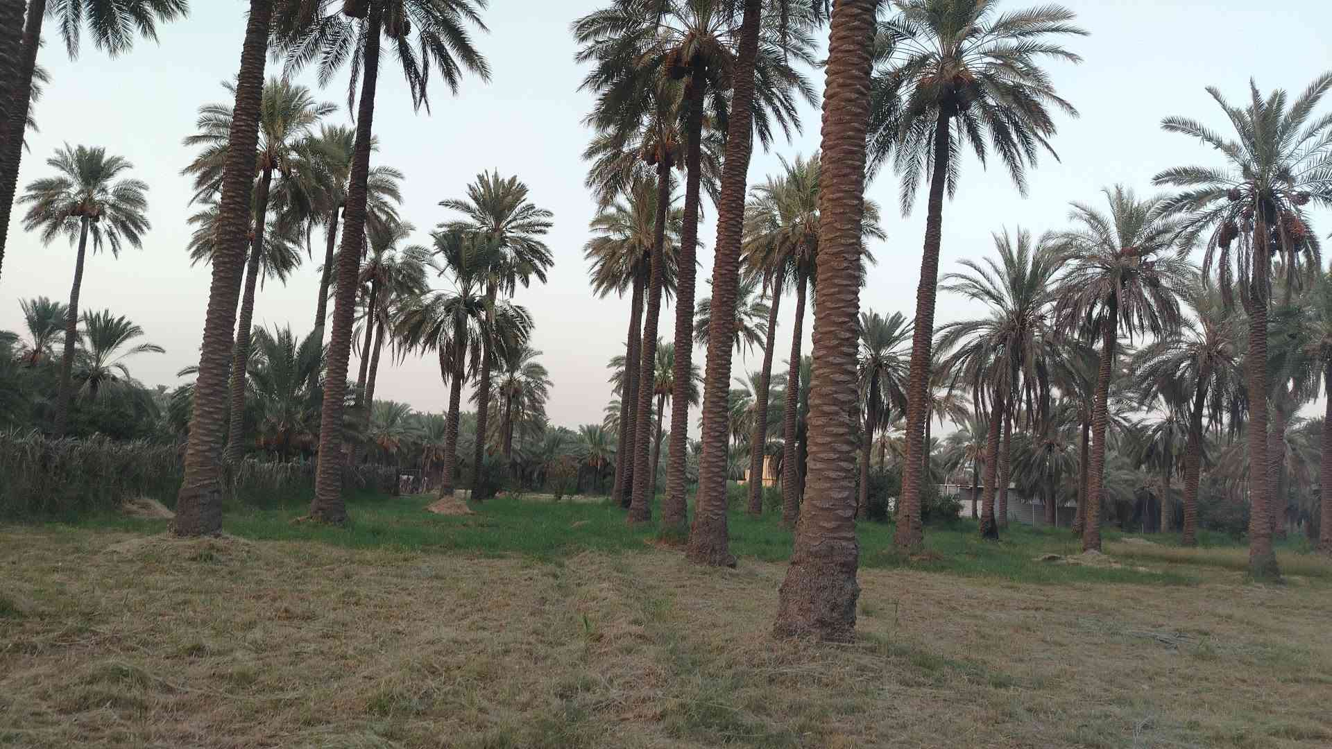 جوميسه غربيه • دونم وربع • نخل وحمضيات