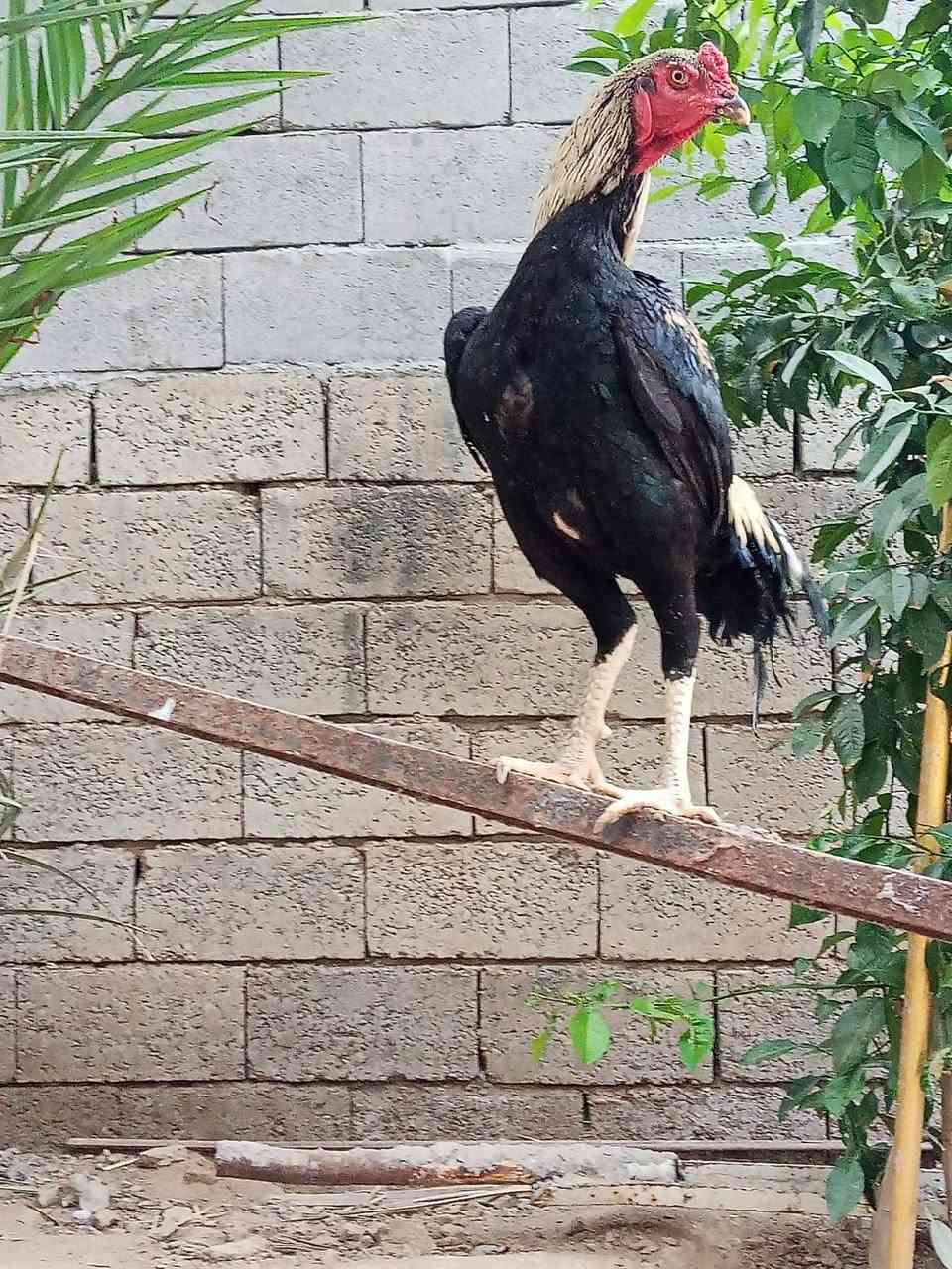 متاح ديك هراتي فول الفول شرط النضافه والصحه المكان ديالى المقدادية الهارونيه العباره السعر المطلوب 50 وبي مجال قليل او يرجى الاتصال بصاحبه على الرقم ***********
