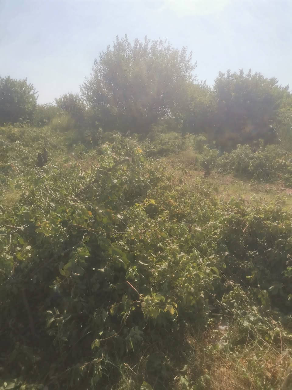 السلام عليكم حطب ناعم ابلاش بيه اکثر من 20 حمل الي يريد يجي يحمل وياخذ ابلاش
***********
