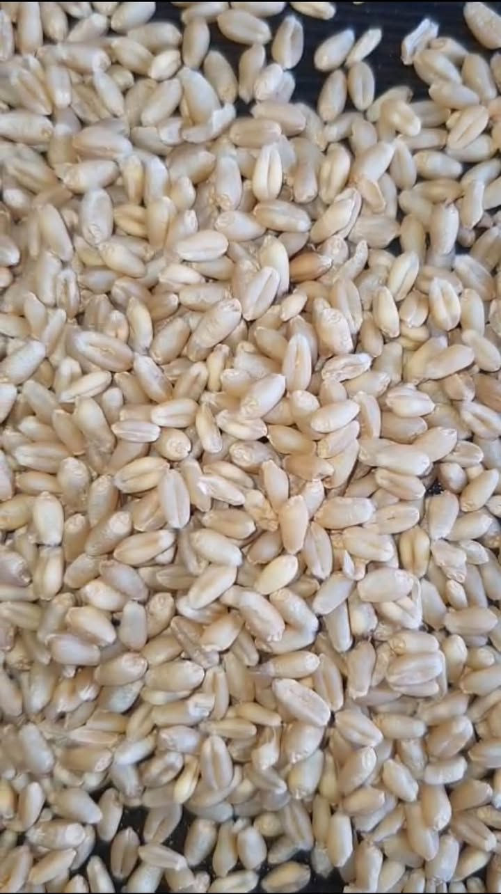 بذور حنطة • بعقوبة • توصيل