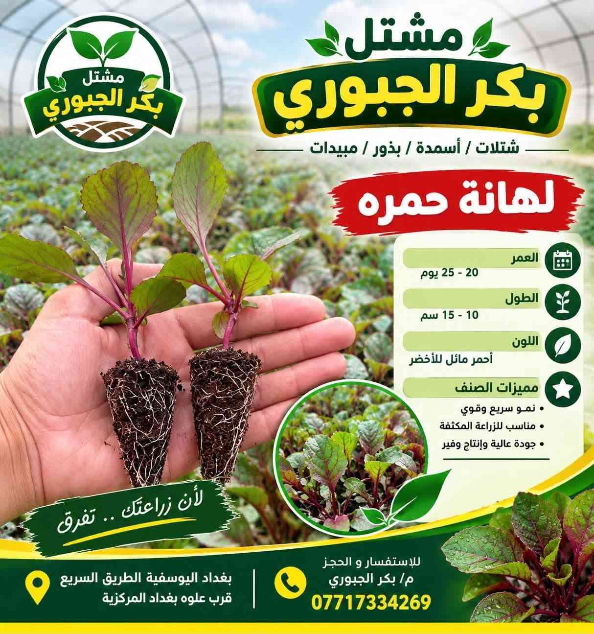 مشتل بكر الجبوري • لهانة حمره • قرنابيط