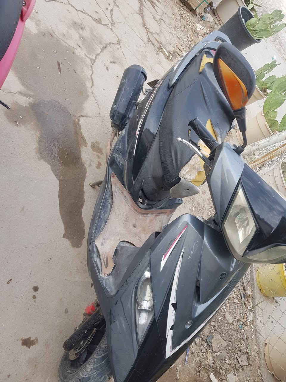 ثعلب • مجفته • القرنه