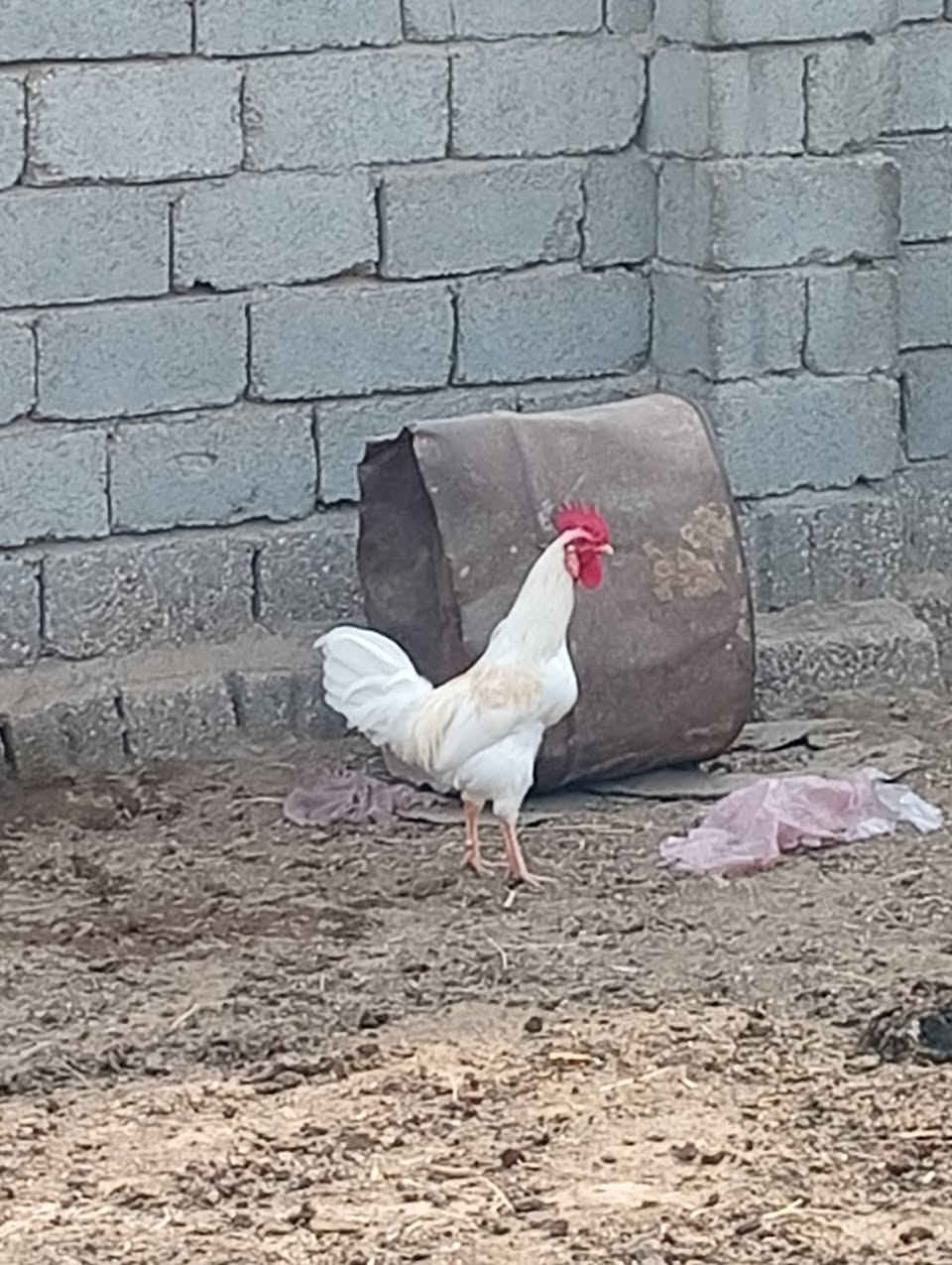 ديوجة • ٥ قطع • داخل الشوملي